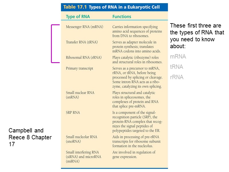Campbell and Reece 8 Chapter 17 These first three are the types of RNA